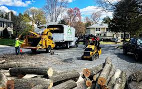 Reliable Springdale, SC Tree Services Solutions