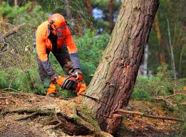 Best Root Management and Removal  in Springdale, SC