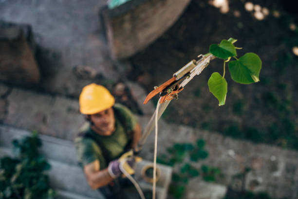 Best Tree Disease Treatment  in Springdale, SC