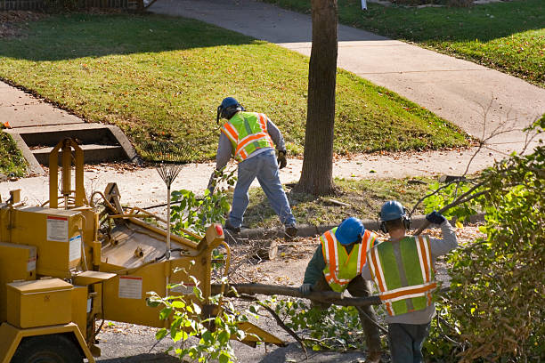 Best Emergency Tree Removal  in Springdale, SC