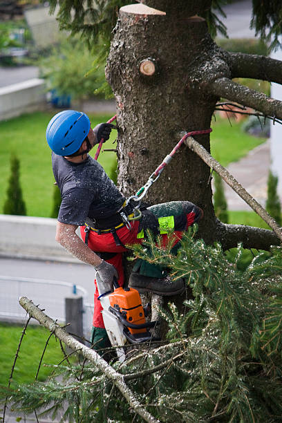 Mulching Services in Springdale, SC