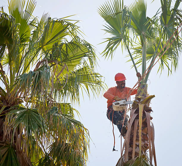  Springdale, SC Tree Services Pros