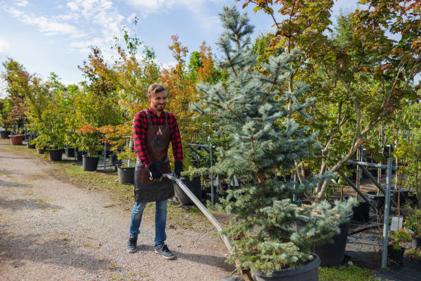 Best Tree Risk Assessment  in Springdale, SC