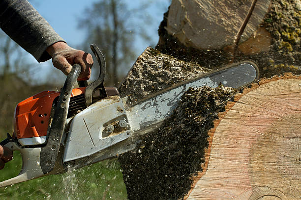 How Our Tree Care Process Works  in  Springdale, SC