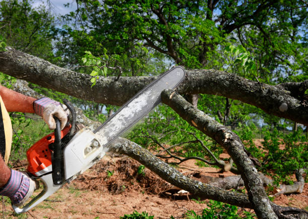Best Utility Line Clearance  in Springdale, SC